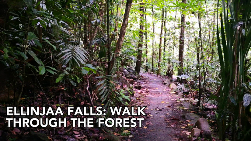 Ellinjaa Falls: Walk through the forest